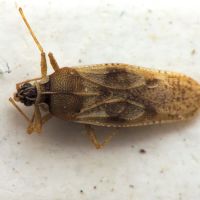 Monosteira discoidalis