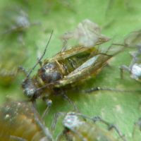 Aphididae