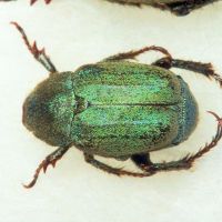 Hoplia