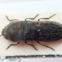 Acmaeoderella virgulata