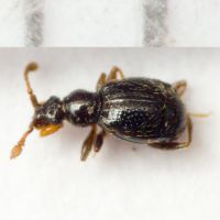 Bryaxis