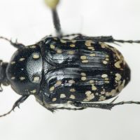 Oxythyrea noemi