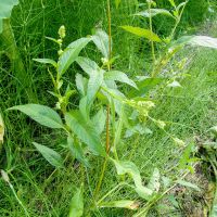 Persicaria lapathifolia