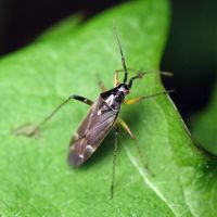 Harpocera thoracica