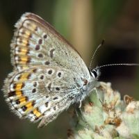 Plebejus argus