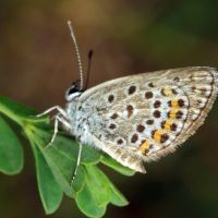 Plebejus argus