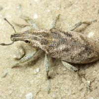 Cleonis pigra