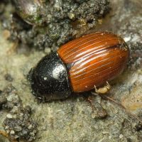 Aphodius (Aphodius) fimetarius