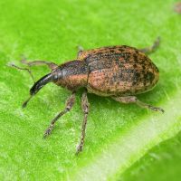 Hypera (Eririnomorphus) conmaculata