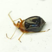 Halticus luteicollis