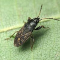 Megalonotus chiragra