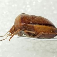Ventocoris (Ventocoris) rusticus