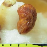 Acanthoscelides obtectus