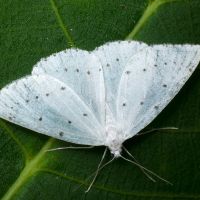 Orthostixis cribraria