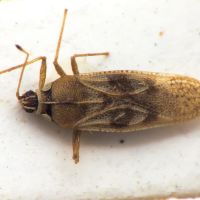 Monosteira discoidalis