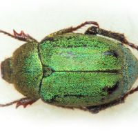 Hoplia