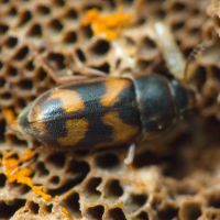 Litargus connexus