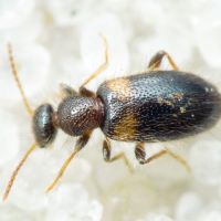 Hirticollis hispidus