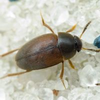 Sciodrepoides watsoni
