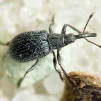 Ischnopterapion loti