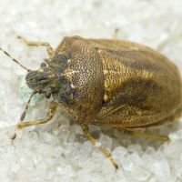 Podops (Opocrates) rectidens