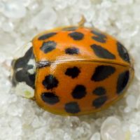 Harmonia axyridis