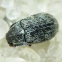 Bruchidius pusillus