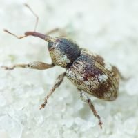 Pachytychius sparsutus