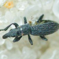 Pseudostenapion simum