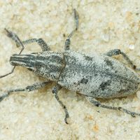 Cleonis pigra