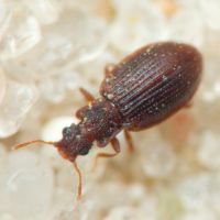 Latridius minutus