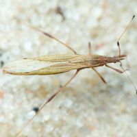 Berytinus (Berytinus) clavipes