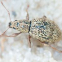 Sciaphilus asperatus