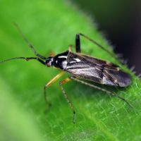 Harpocera thoracica