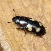 Glischrochilus (Librodor) quadrisignatus