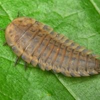 Silphidae
