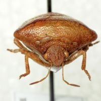 Ventocoris (Ventocoris) rusticus
