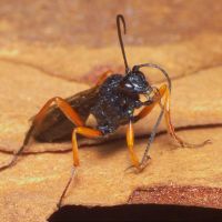 Pseudoamblyteles homocerus