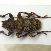 Aegomorphus clavipes