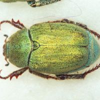 Hoplia