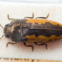 Acmaeodera flavolineata flavolineata