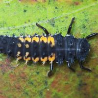 Harmonia axyridis