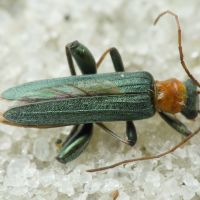 Oedemera croceicollis