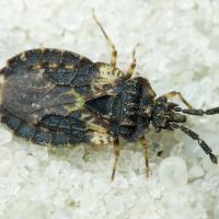 Aradus truncatus