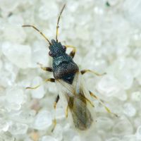 Metopoplax origani