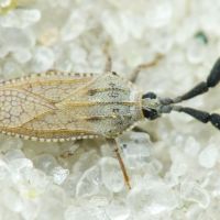Copium teucrii