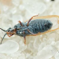 Agramma fallax