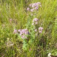 Origanum vulgare
