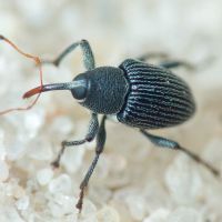 Archarius (Archarius) pyrrhoceras