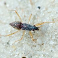 Nabidae